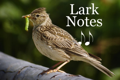 lark-notes-condensed